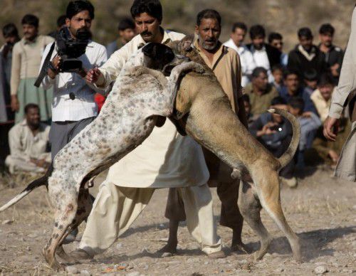 Hundekampf im pakistanischen Bandee: Auf die Kämpfe werden auch Wetten abgeschlossen.