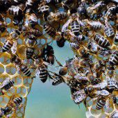 Was wir von den Bienen lernen können