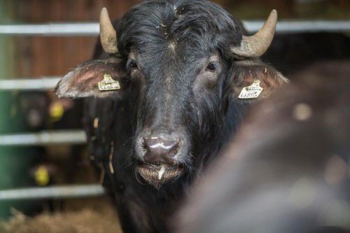Premium-Fleisch: Im Herbst werden die ersten Tiere geschlachtet.