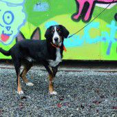 Einsame Witwe und drei treue Begleiter