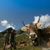 Angst wegen TBC auf unseren Alpen