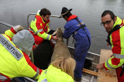 Auch Tiere mussten bei der Großübung mit Hochwasserbooten in Sicherheit gebracht werden.
