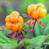 Moltebeeren für die Gesundheit