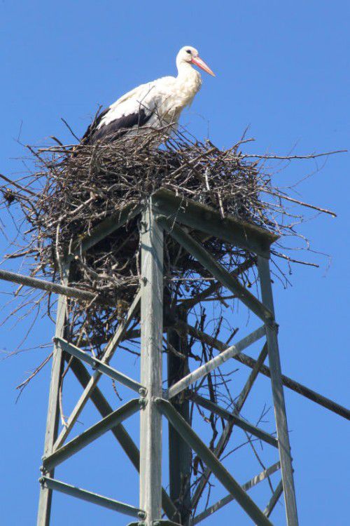 Ein Penthouse in exquisiter Lage an der Rheintalautobahn hat dieser Storch unlängst bezogen.
