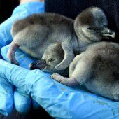 Frisch geschlüpfte Pinguin-Brüder