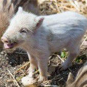 Weißer Nachwuchs bei den Wildschweinen