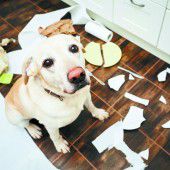 Wenn nachts der Hund bellt