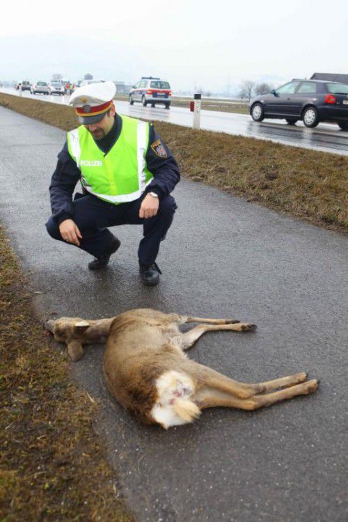 Im vorletzten Jahr ereigneten sich in Vorarlberg drei Wildunfälle, in Niederösterreich nicht weniger als 87.