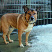 Besitzer gesucht mit Hundeerfahrung