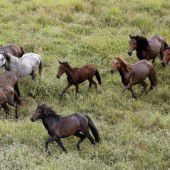 Australien: Tausende Wildpferde vor Tötung