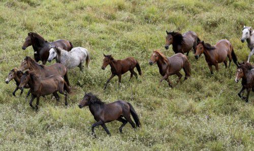 Australien hat Schätzungen zufolge bis zu eine Million Wildpferde. Dort werden sie „Brumbies“ genannt.