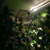 Cannabiszucht im trauten Heim