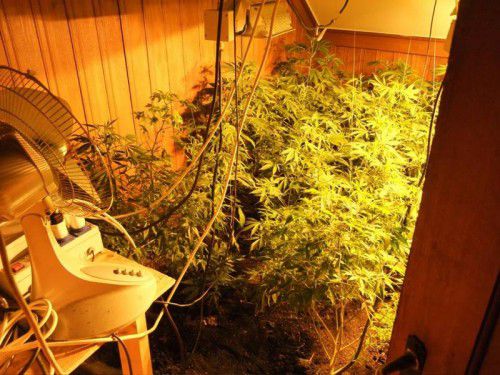 Eine Indoor-Plantage wie diese wurde in Lochau entdeckt.