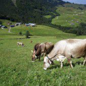 Landwirtschaft­liche Bodenkultur in Vorarlberg