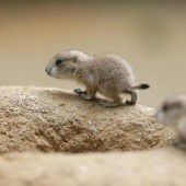 Neugierige Präriehundbabys