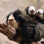 Drillingsgeburt im Zoo