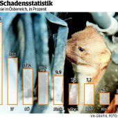 Mai ist die Hauptsaison für bissige Marder in Pkw