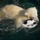 Kleine Wasserratte