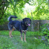 Kater sucht Daheim mit Artgenossen