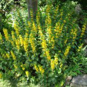Naturvielfalt im Garten