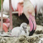 Nachwuchs bei den Flamingos