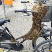 Bienenvolk nimmt Rad in Beschlag