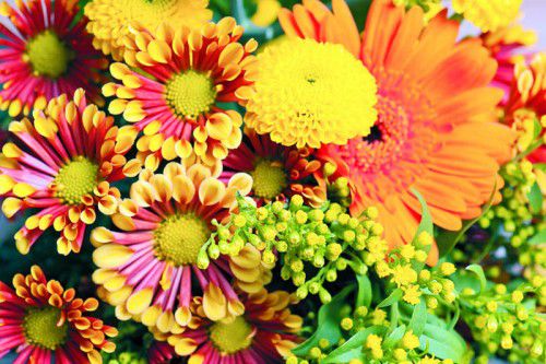 Jeden Donnerstag gibt es für VN-Abonnenten bei Blumen Hotz 20 % Rabatt auf alle Schnittblumen.