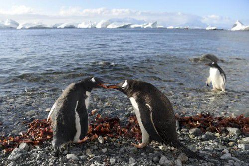 Klimawandel und Fischerei bedrohen die hauptsächlich von Krill lebenden Pinguin-Populationen.