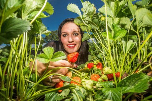 Köstliche Erdbeeren aus der Region stehen ab jetzt auf dem saisonalen Speisezettel.
