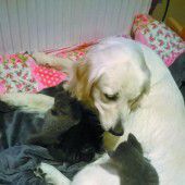 Hund und Katz’ können auch gut miteinander
