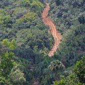 Amazonas-Regenwald droht riesiger Waldverlust