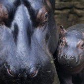 Hippo-Nachwuchs in Prag