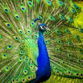 „Wäh wio a Pfau.“