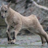 Kleiner Wildfang