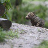 Wolfbaby auf Erkundungstour