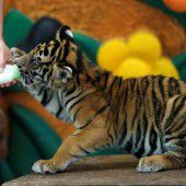Hungriger Tiger