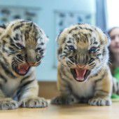 Zwei junge Tiger ganz aufgeregt