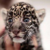 Neugieriges Raubkatzen-Baby