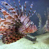 Giftfische breiten sich im Mittelmeer aus