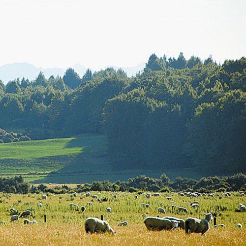 Schafe gehören in Neuseeland zur Landschaft.