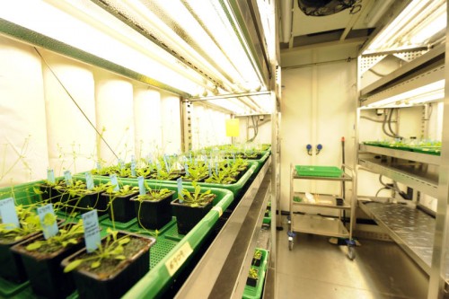 Am Gregor-Mendel-Institut wurden die Genome von 94 Individuen der Pflanze Arabidopsis sequenziert.