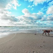 Entspannter Urlaub mit dem Hund am Meer