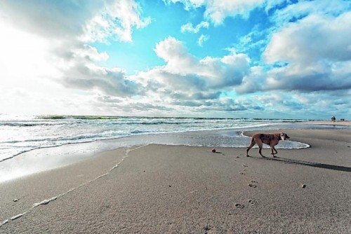 Auf Sylt gibt es ausgewiesene Hundestrände und zahlreiche Unterkünfte, in denen Vierbeiner erlaubt sind.