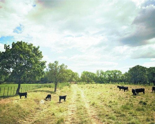 Die Stiere sieht man bei einer Fahrt durch die Camargue überall.