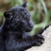 Kleiner schwarzer Panther
