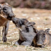 Dreimal Schwein gehabt