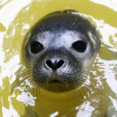 Nachwuchs bei den Seehunden