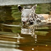 Kleine Wasserratte