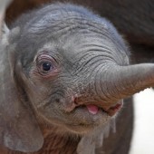 Neuer Star im Zoo in Halle