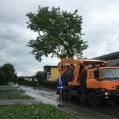 Drei 30-Meter-Linden in Dornbirn versetzt